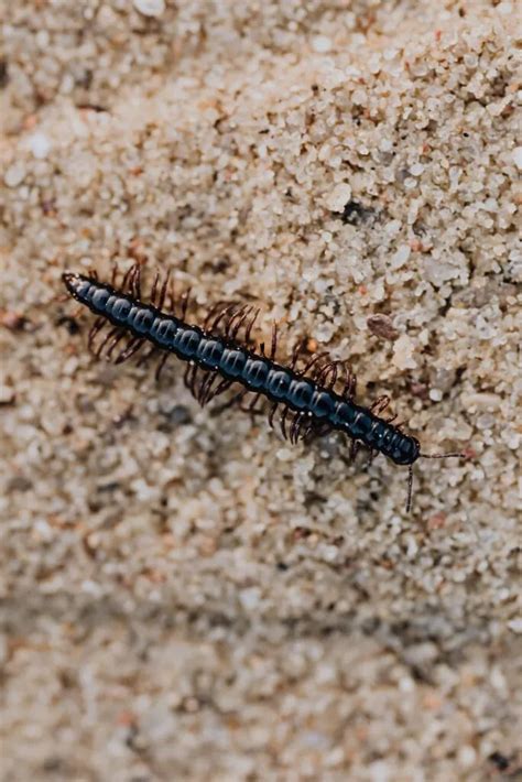 dreaming of centipedes|What Does It Mean to Dream of Centipedes: Insights into Your .